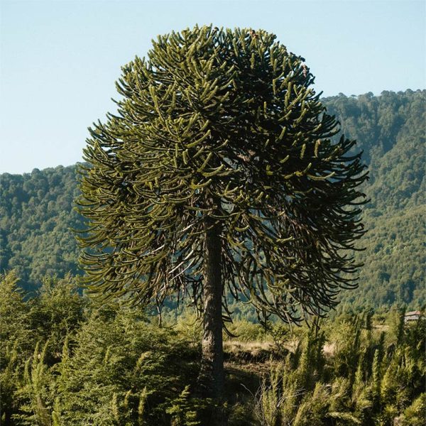Araucanía Andina & Lonquimay - Imagen 2